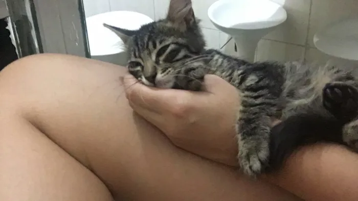 Gato raça SRD idade 2 a 6 meses nome Tom