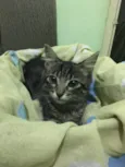 Tom