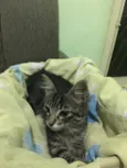 Tom