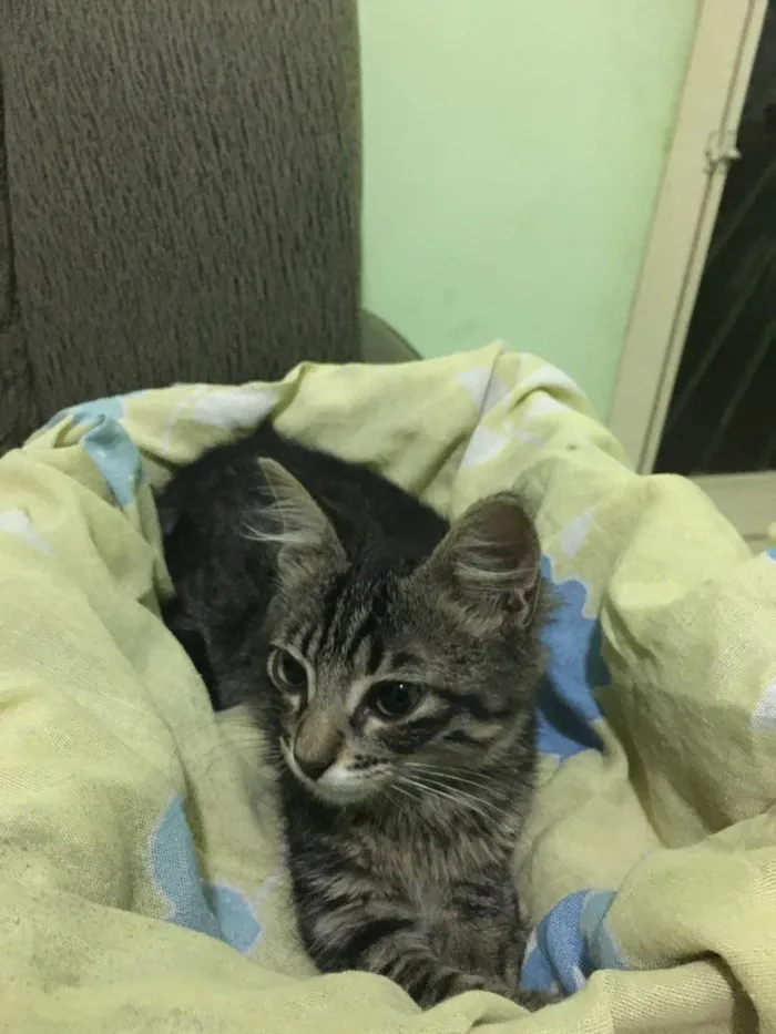 Gato raça SRD idade 2 a 6 meses nome Tom