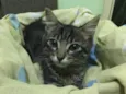 Tom