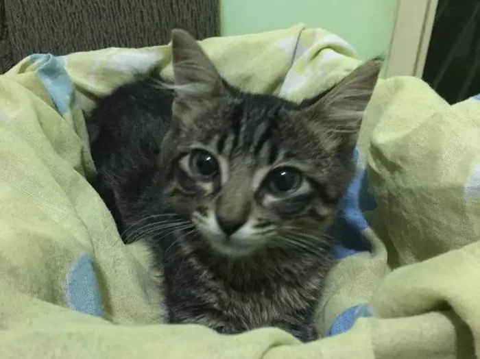 Gato raça SRD idade 2 a 6 meses nome Tom