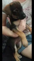 Mel