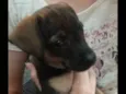 Mel