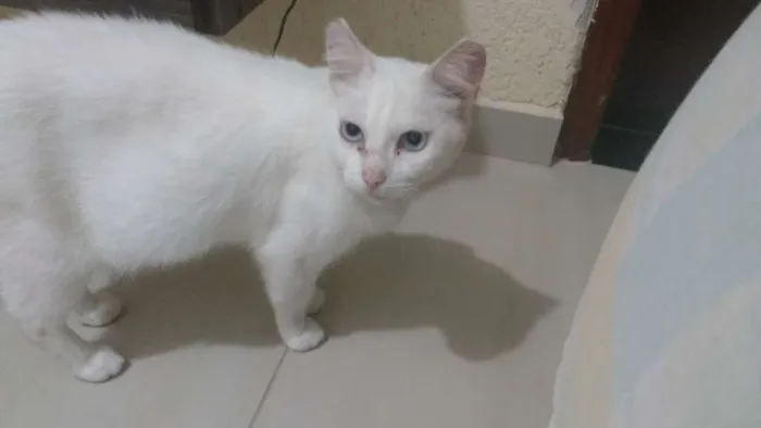 Gato ra a Sem raça definida idade 3 anos nome Baleiuda