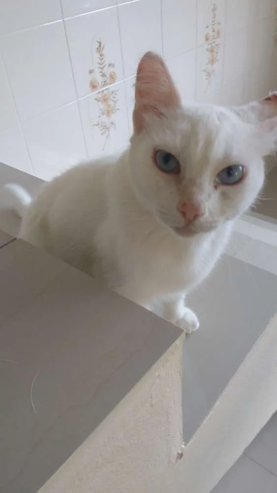 Gato ra a Sem raça definida idade 3 anos nome Baleiuda