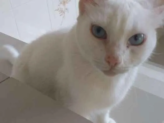 Gato ra a Sem raça definida idade 3 anos nome Baleiuda