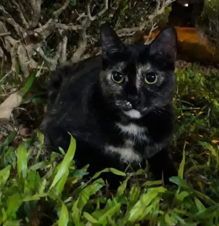 Gato ra a SRD idade 7 a 11 meses nome ESCAMINHA CHARMOSA