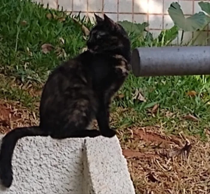 Gato ra a SRD idade 7 a 11 meses nome ESCAMINHA CHARMOSA
