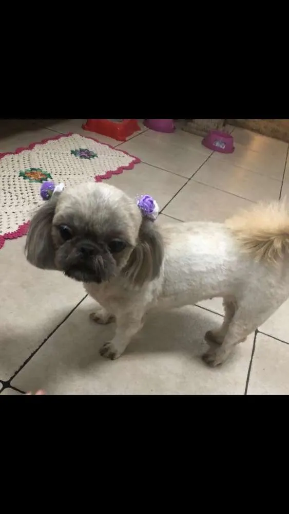 Cachorro ra a Shih Tzu idade 3 anos nome Nina