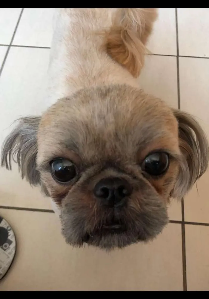 Cachorro ra a Shih Tzu idade 3 anos nome Nina