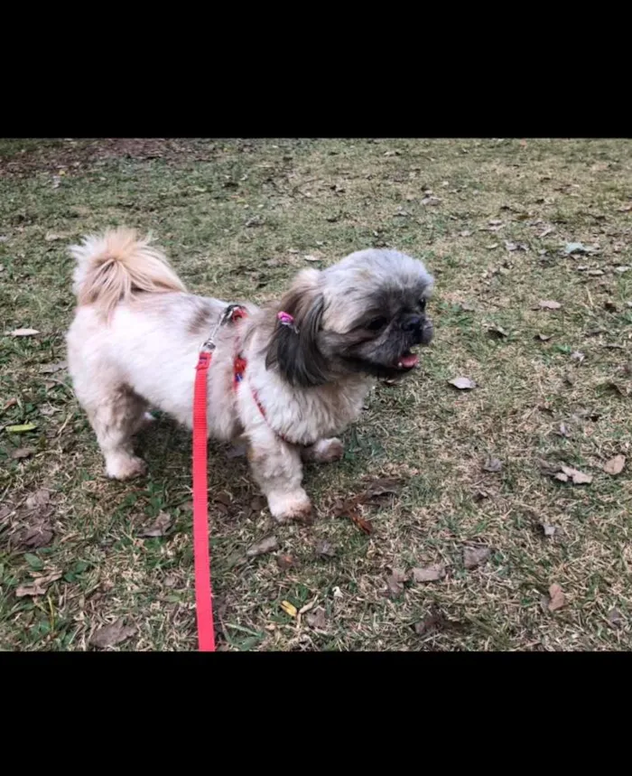 Cachorro ra a Shih Tzu idade 3 anos nome Nina