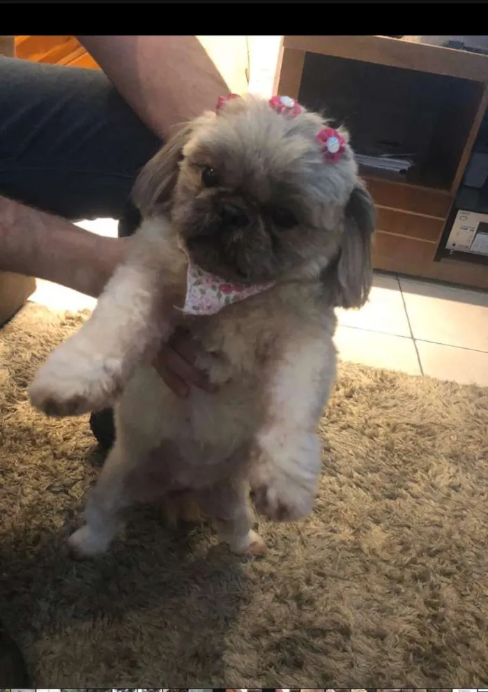 Cachorro ra a Shih Tzu idade 3 anos nome Nina