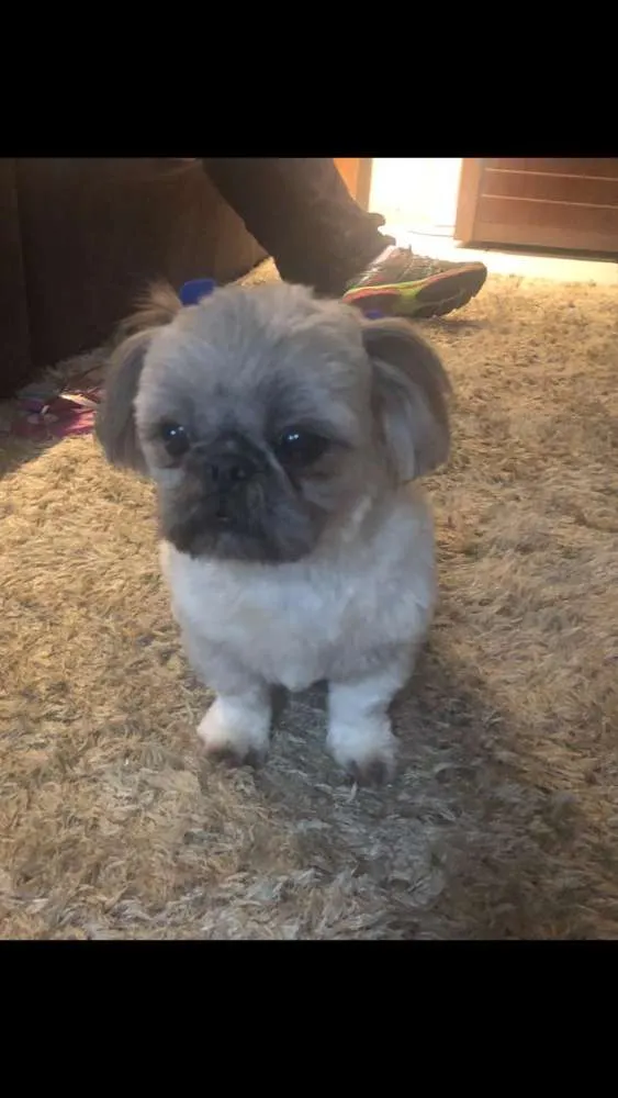 Cachorro ra a Shih Tzu idade 3 anos nome Nina