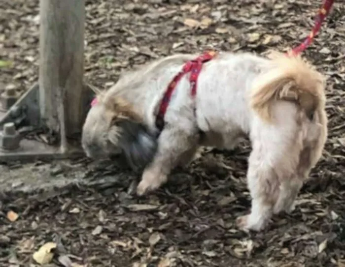 Cachorro ra a Shih Tzu idade 3 anos nome Nina