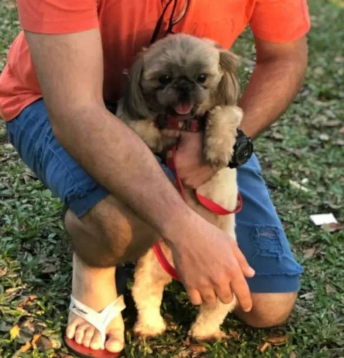 Cachorro ra a Shih Tzu idade 3 anos nome Nina