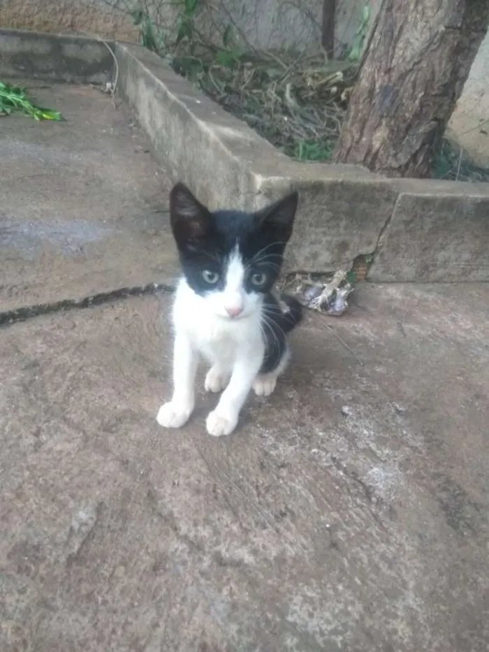 Gato ra a Comum  idade 2 a 6 meses nome Frajola