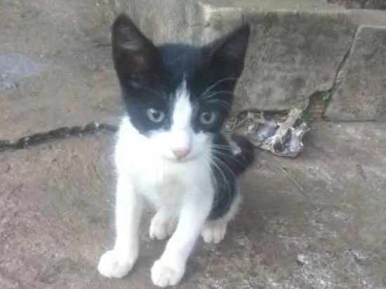 Gato ra a Comum  idade 2 a 6 meses nome Frajola