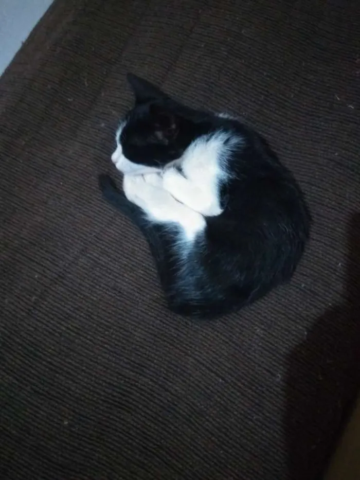 Gato ra a Comum  idade 2 a 6 meses nome Frajola