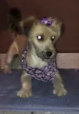 Pitu