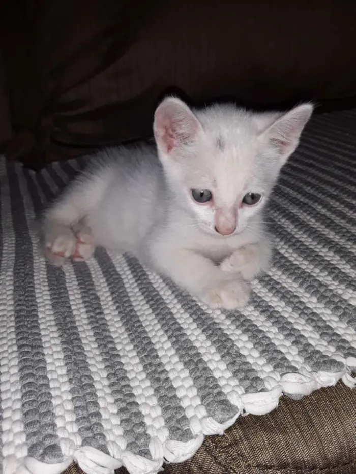 Gato raça Mistura cisnes  idade 2 a 6 meses nome Nao tem nomes 