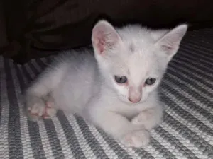 Gato raça Mistura cisnes  idade 2 a 6 meses nome Nao tem nomes 