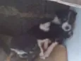 Filhotinhos