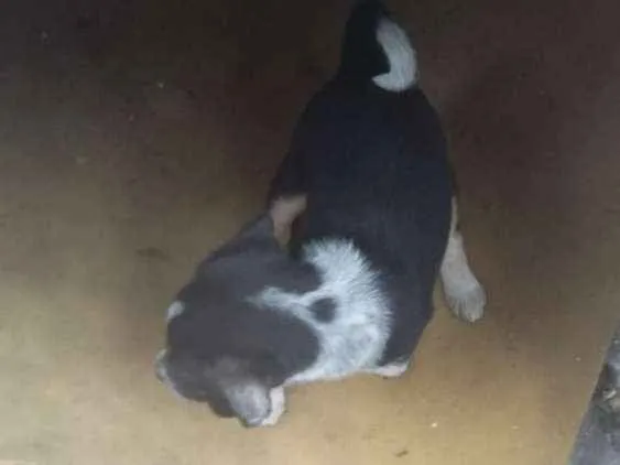 Cachorro ra a Srd idade 2 a 6 meses nome Filhotinhos