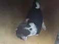 Filhotinhos