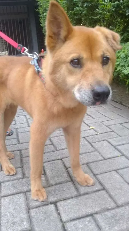 Cachorro ra a mix chow-chow idade 6 ou mais anos nome (lina)