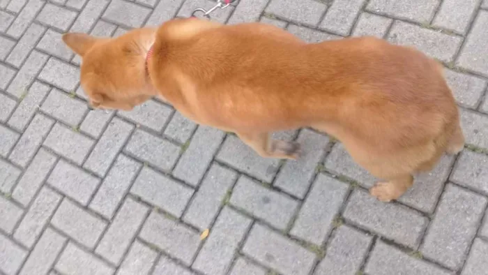 Cachorro ra a mix chow-chow idade 6 ou mais anos nome (lina)
