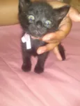 Nali/ Pedroca