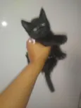 Nali/ Pedroca
