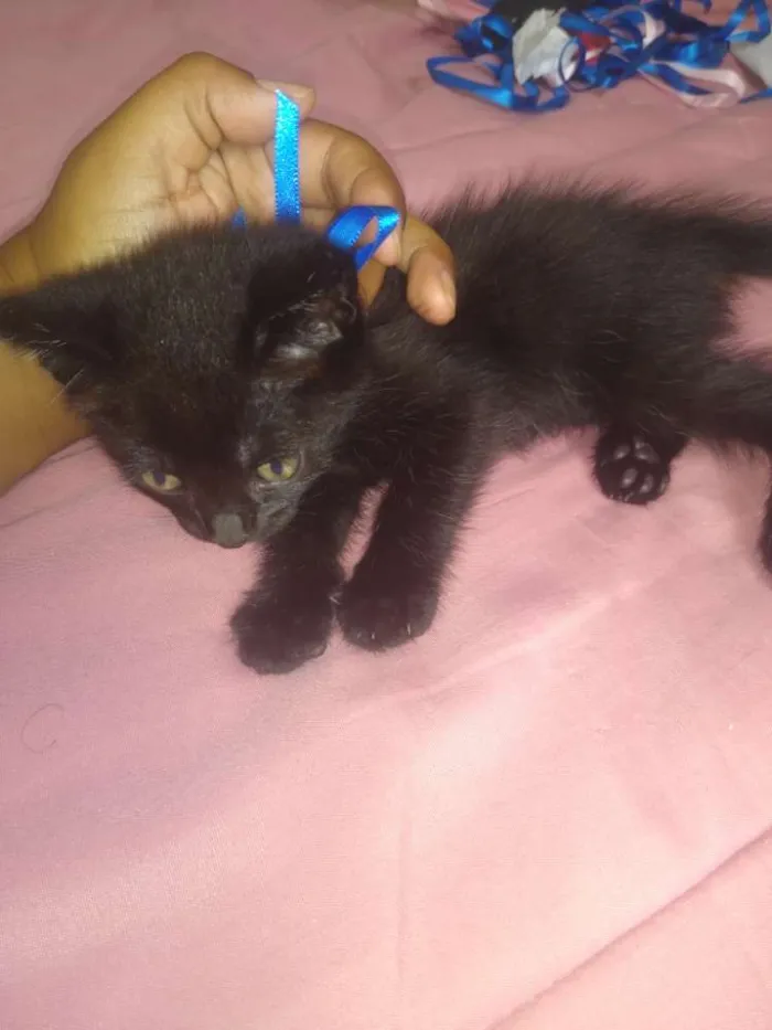 Gato ra a Srd idade Abaixo de 2 meses nome Nali/ Pedroca