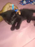 Nali/ Pedroca