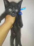 Nali/ Pedroca
