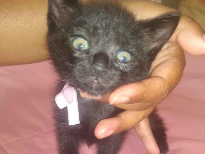 Gato ra a Srd idade Abaixo de 2 meses nome Nali/ Pedroca