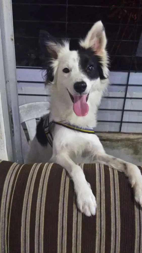 Cachorro ra a Vira lata idade 4 anos nome Jhon