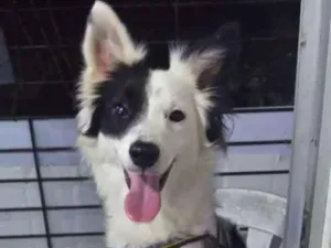 Cachorro raça Vira lata idade 4 anos nome Jhon