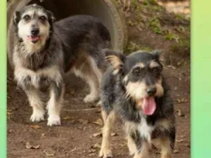 Cachorro raça srd idade 4 anos nome Fred e Barney