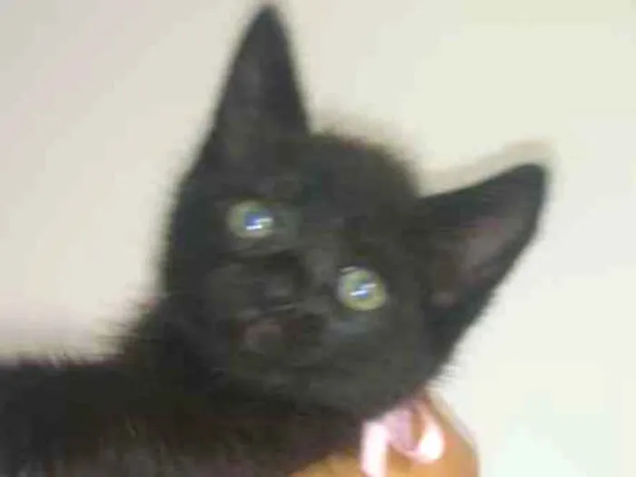 Gato ra a Srd idade Abaixo de 2 meses nome Nali/ Pedroca