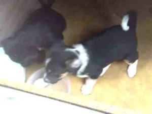 Cachorro raça Srd idade 2 a 6 meses nome Filhotinhos