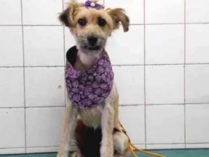 Cachorro raça SRD idade 7 a 11 meses nome Pitu