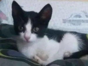 Gato raça Comum  idade 2 a 6 meses nome Frajola