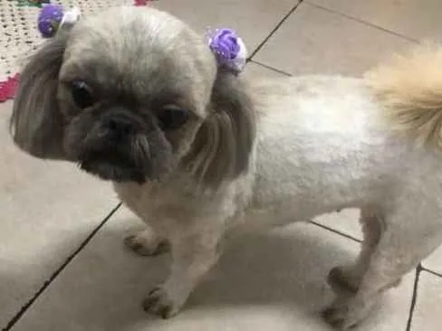 Cachorro ra a Shih Tzu idade 3 anos nome Nina