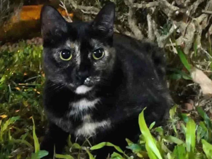 Gato ra a SRD idade 7 a 11 meses nome ESCAMINHA CHARMOSA
