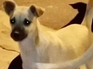 Cachorro raça SRD idade 2 a 6 meses nome Diana 