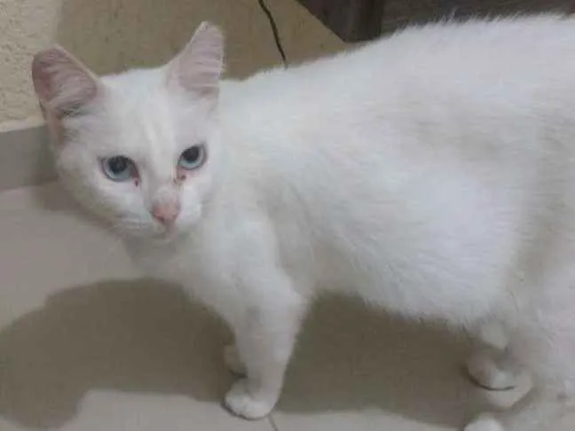 Gato ra a Sem raça definida idade 3 anos nome Baleiuda