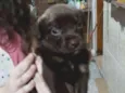 Belinha