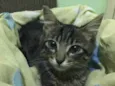 Tom